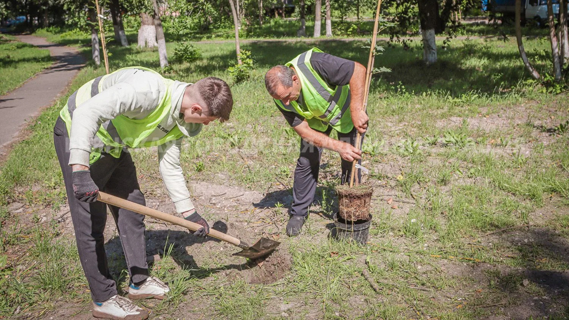 Сквер Металлургов в Брянске украсили 35 остролистых кленов 