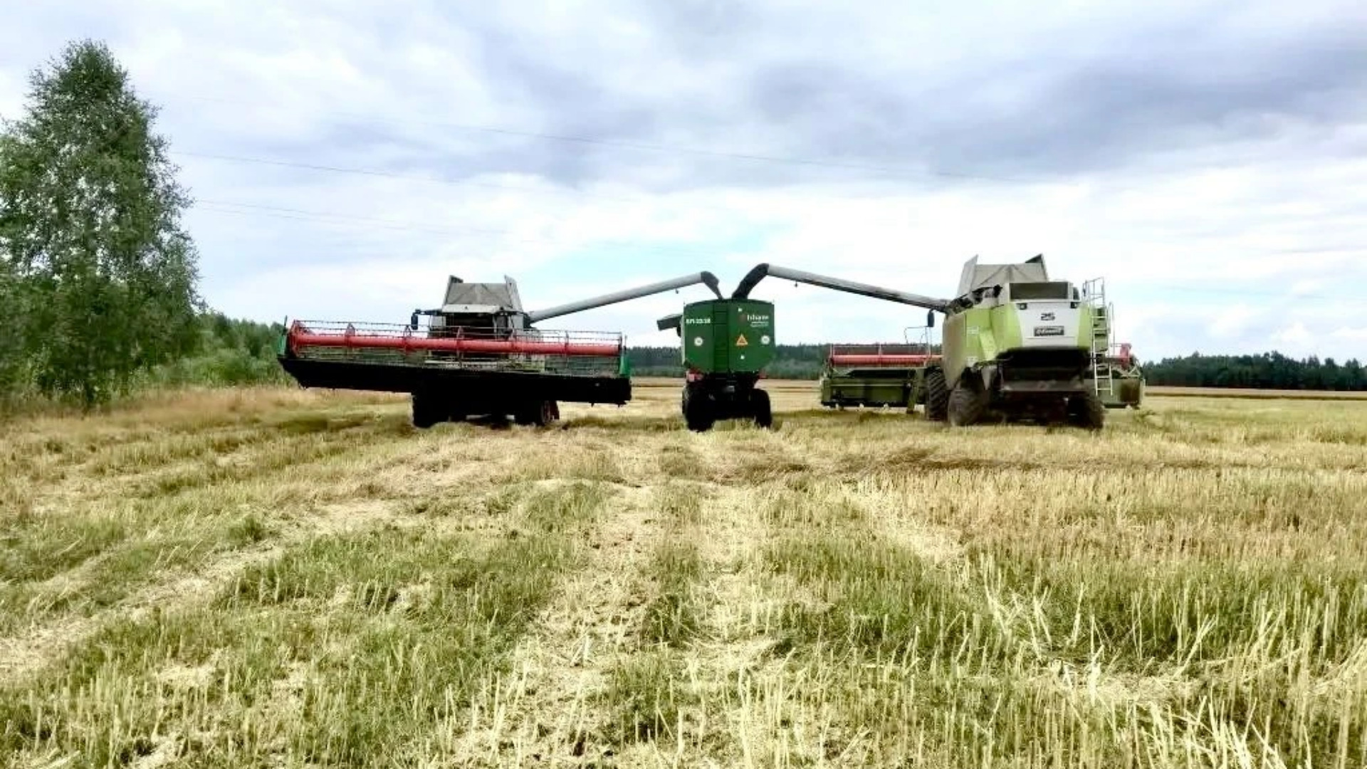 Брянские аграрии уже обмолотили 3,7 тысячи гектаров зерновых культур 