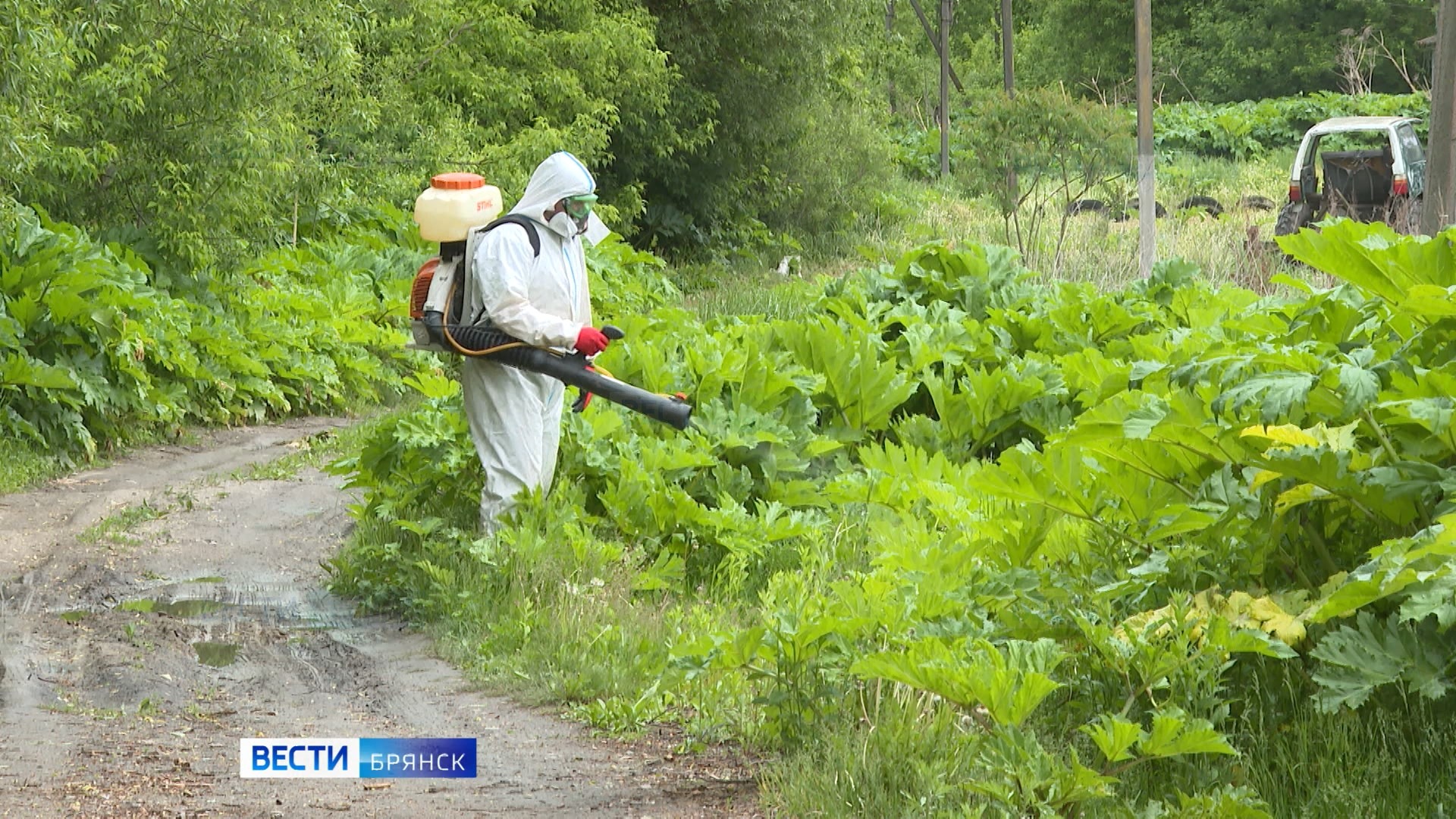 На Брянщине активно борются с борщевиком