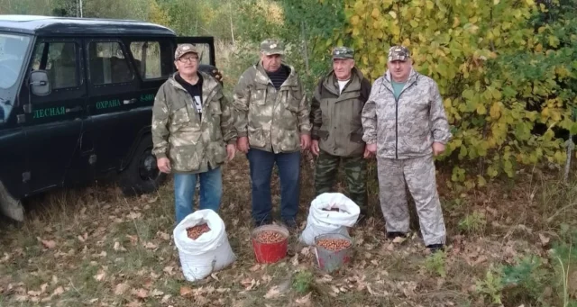 В Дятьковском лесничестве собрали более 50 кг желудей для восстановления дубрав