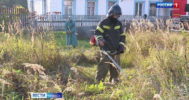 В Брянской области начали борьбу с сухостоем